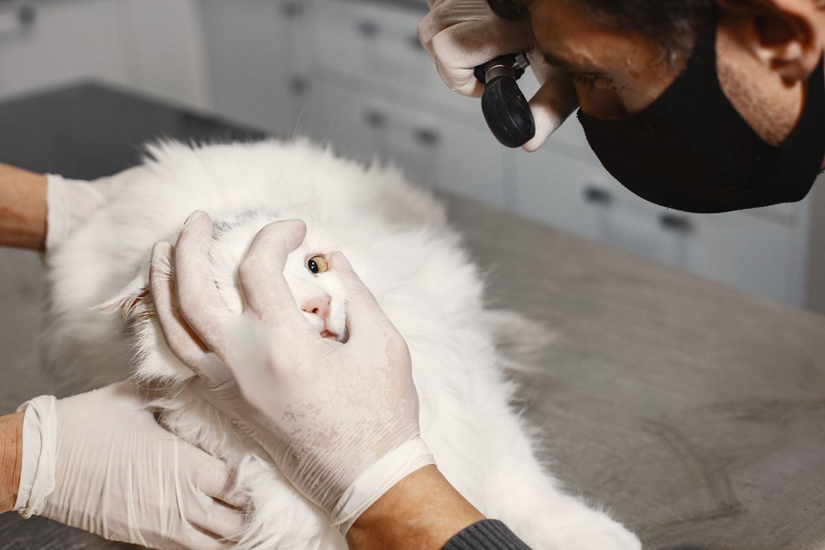 A veterinary professional carefully checking a cat's eye during an exam