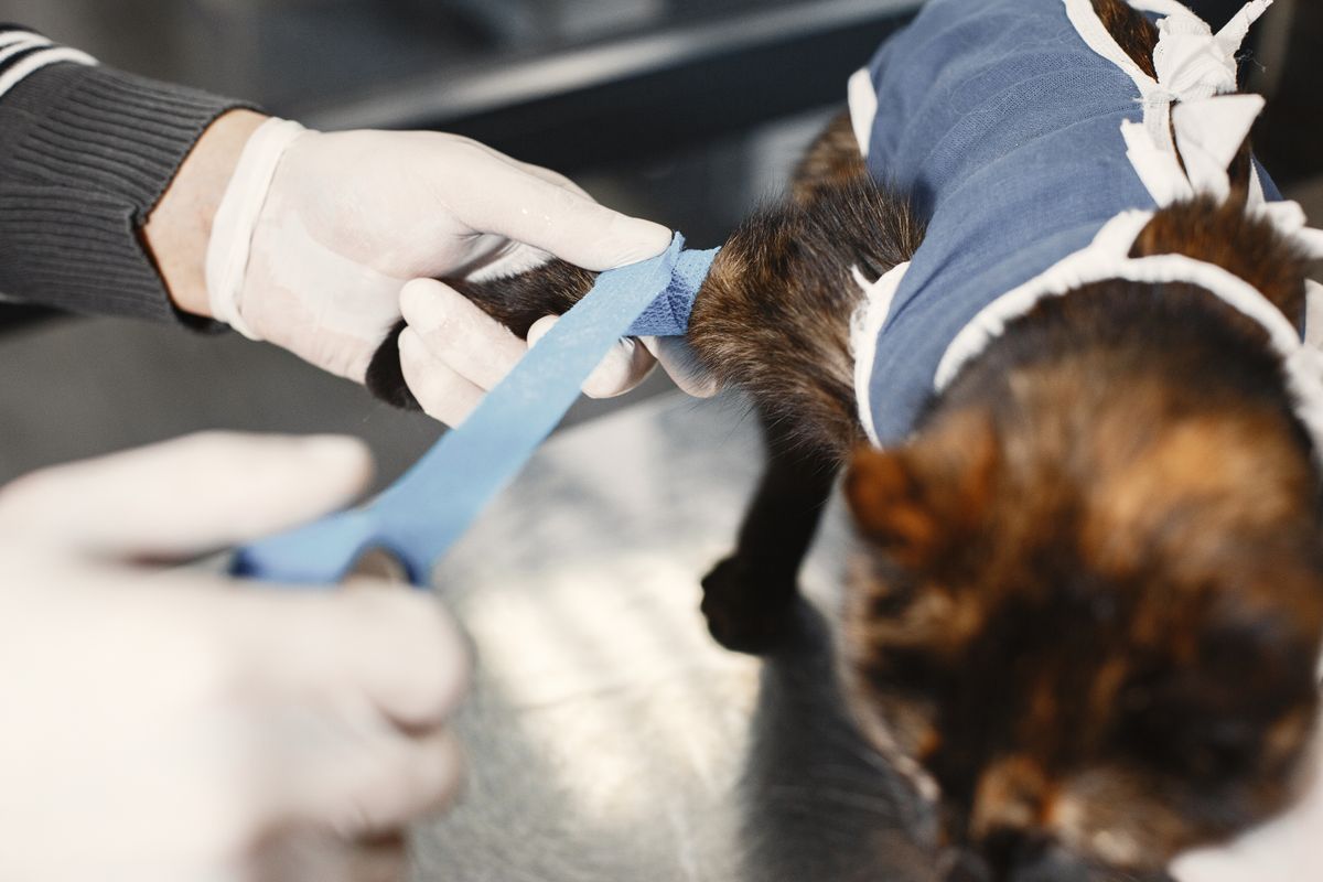 Hands gently and carefully attending to a cat's paw