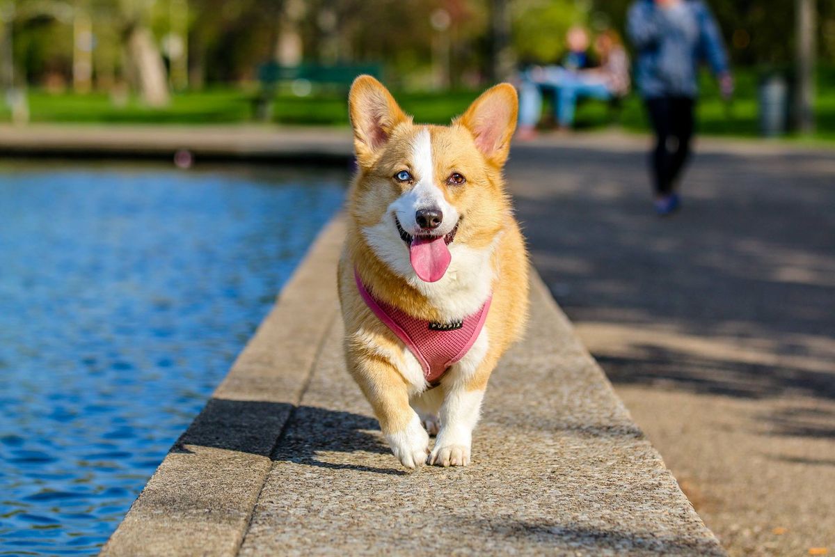 A happy dog walking outdoors near water, representing everyday life outside the exam room