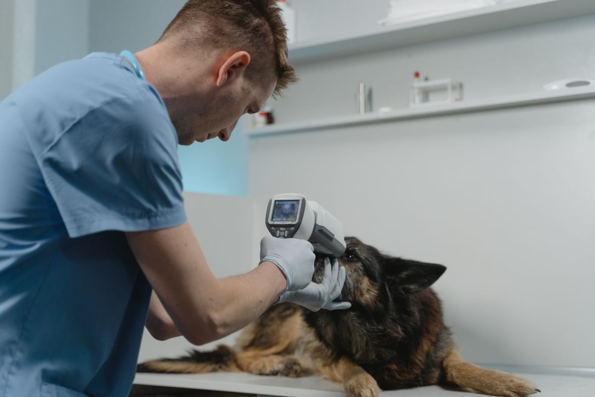 A veterinary professional gently examining a dog's ear with a handheld otoscope