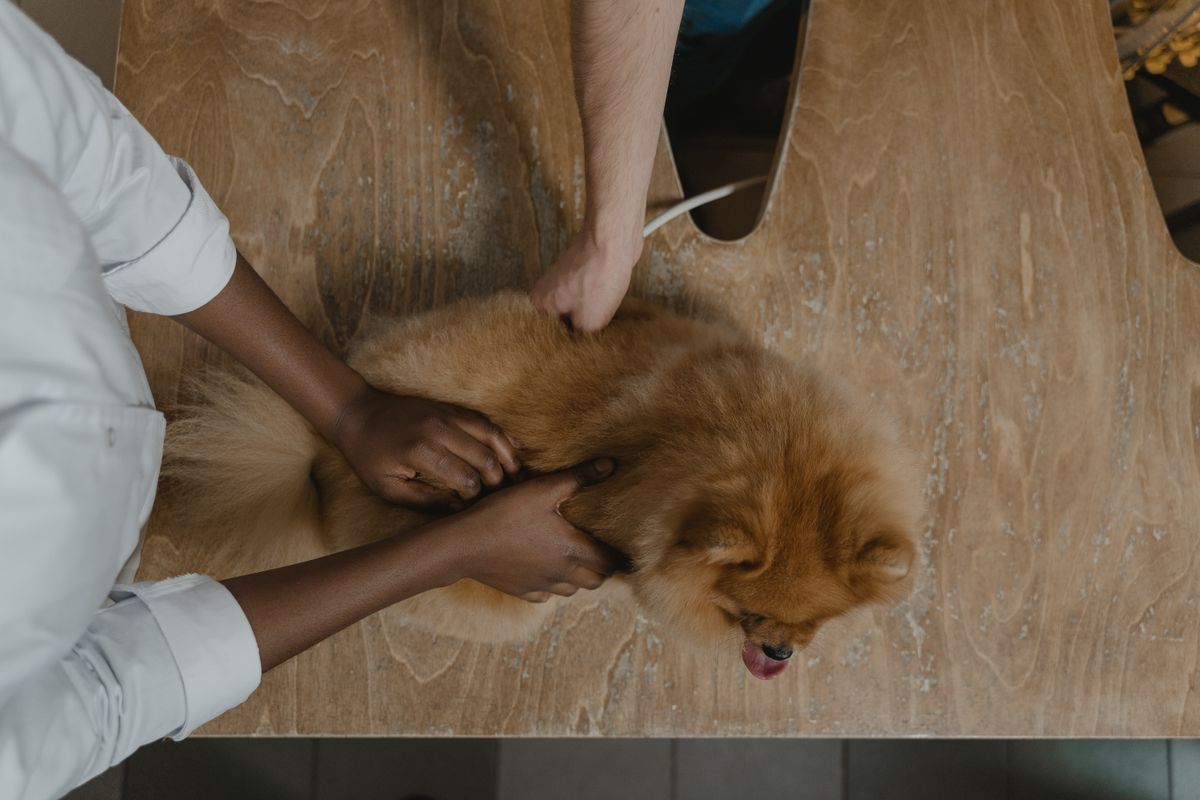 Hands gently examining a fluffy dog on an exam table from above
