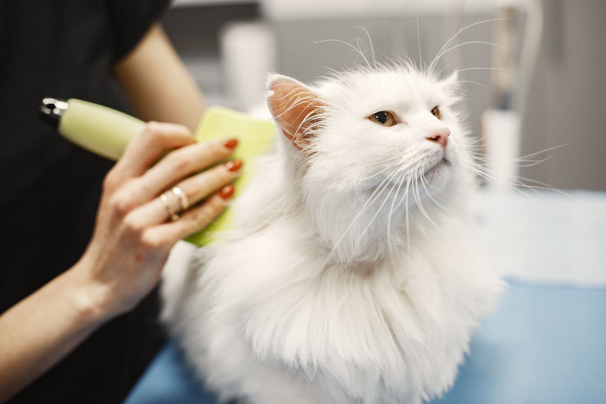 A long-haired white cat being gently groomed in a calm setting