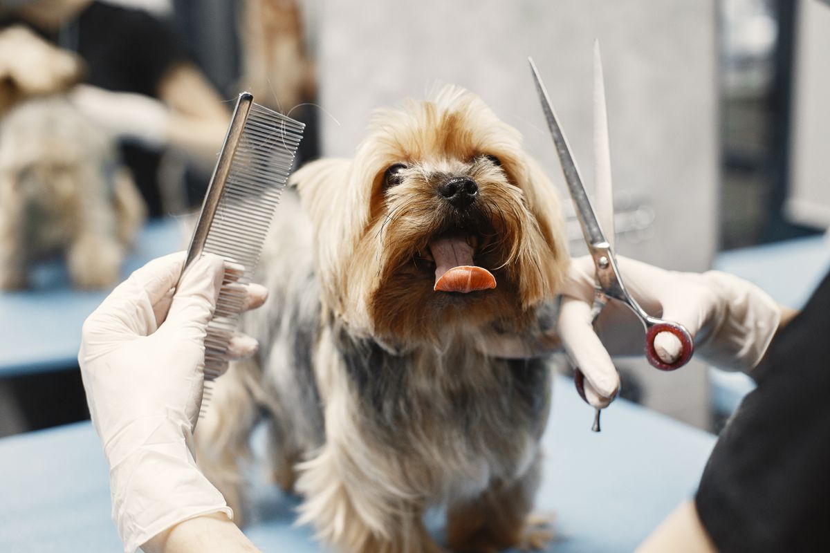 Careful, gentle grooming being performed on a small dog