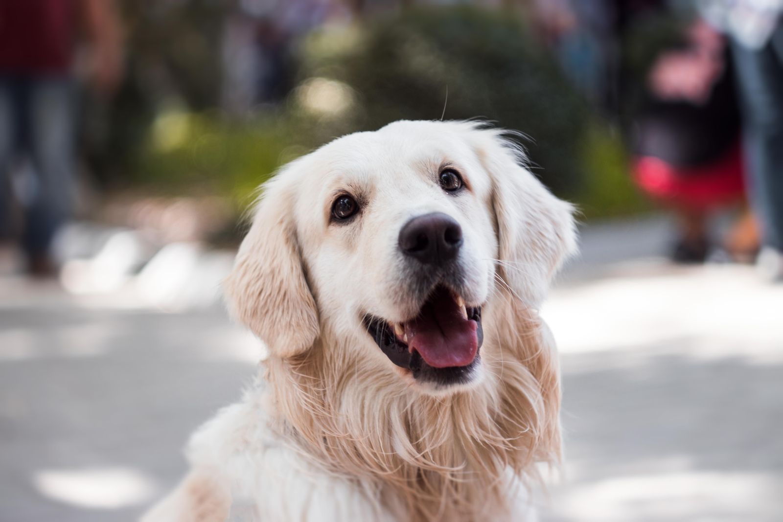 A happy golden retriever outdoors, representing the calm and healthy pets The Corner Vet cares for