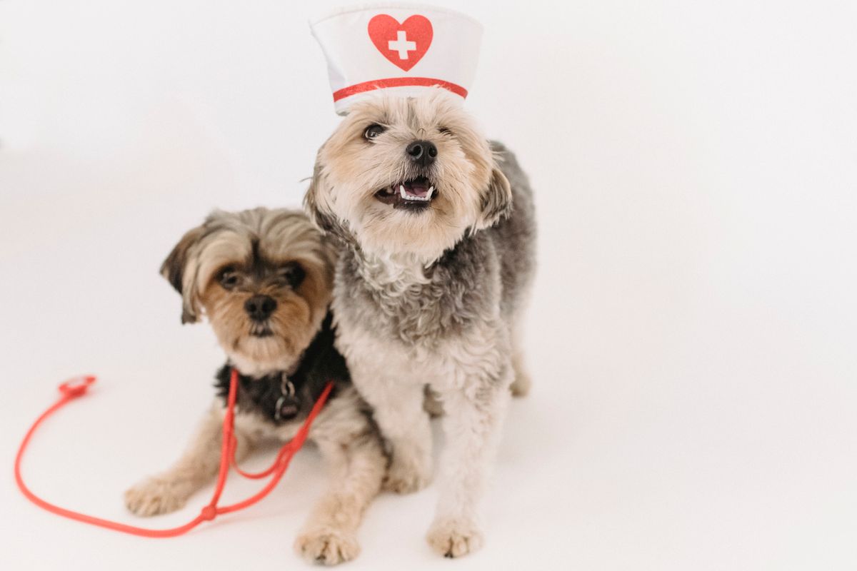 Two small dogs sitting together, representing the affection shared with every patient