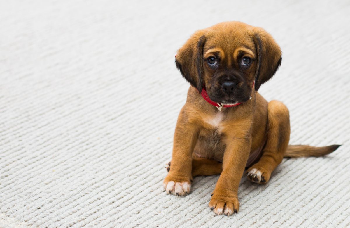 A relaxed puppy sitting calmly, representing the comfortable experience we aim for on arrival