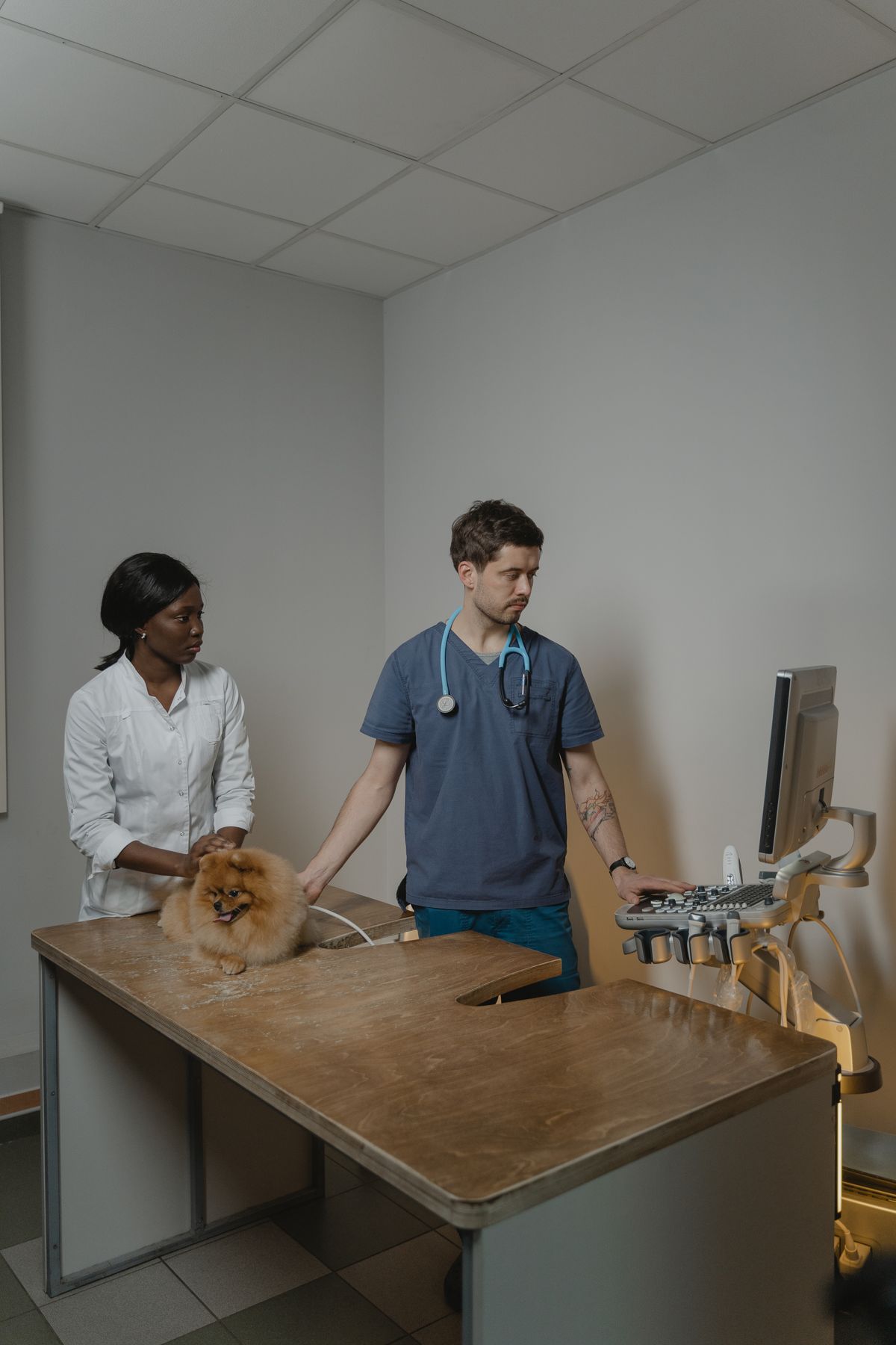 Veterinary team members attentively caring for a small dog in a calm exam room