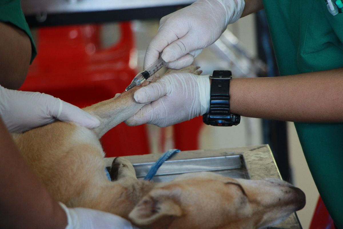 A veterinary team member carefully handling a dog during a routine procedure