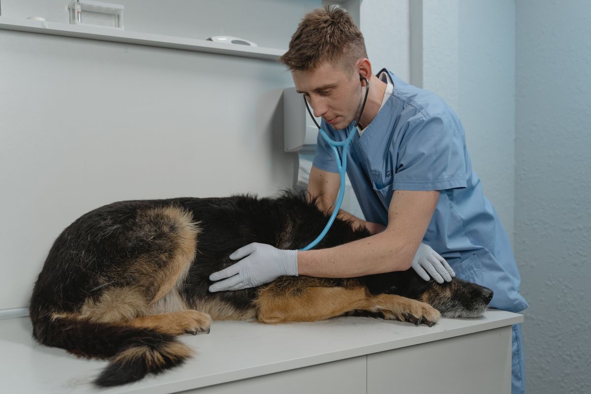 A veterinary professional gently listening to a dog's heartbeat with a stethoscope